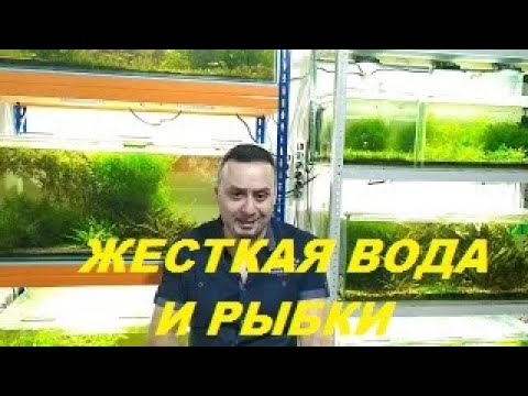 Видео: О жесткой воде и аквариумных рыбках