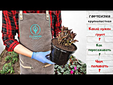 Видео: Гортензия крупнолистная. Пересадка.