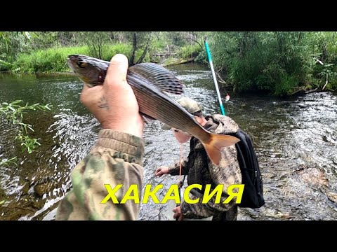 Видео: Ловля Хариуса в ХАКАСИИ - Рыбалка на Удочку и МУШКУ.