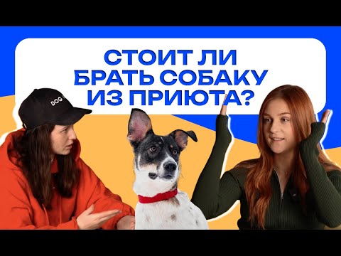 Видео: Чего ждать от собаки из приюта?