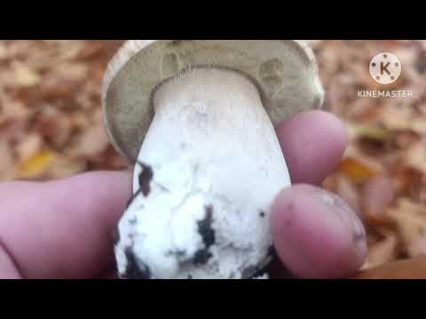 Видео: 29.10.2025 р.Дуже гарні гриби,хоча сезон невпинно завершується!!!