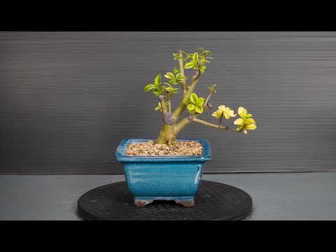 Видео: Изготовление бонсай из питомника - 3