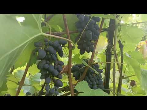 Видео: Обзор винограда на 14 августа 2025 год. Волгоградская область.