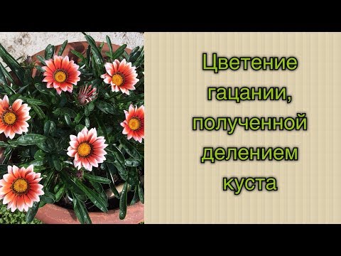 Видео: Цветение гацании, полученной делением куста