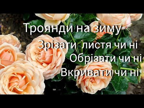 Видео: Троянди: обрізати листя на зиму чи ні, вкривати чи ні