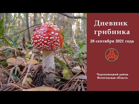Видео: Дневник грибника 28 сентября 2021 года.