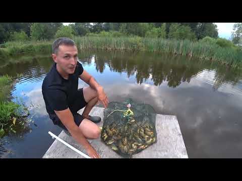 Видео: Супер-улов КАРАСЯ на Раколовку-зонтик. (2 часть)