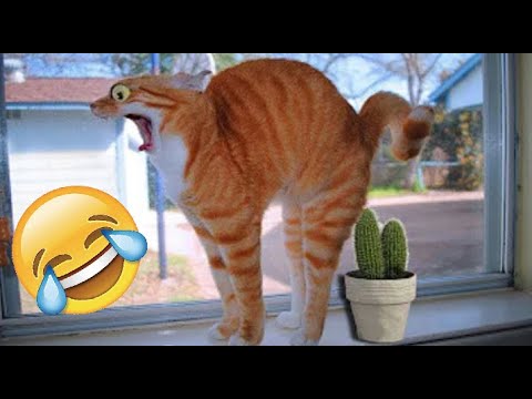 Видео: СМЕШНЫЕ ЖИВОТНЫЕ 2022🐼 # 59😹 Подборка забавных животных😹