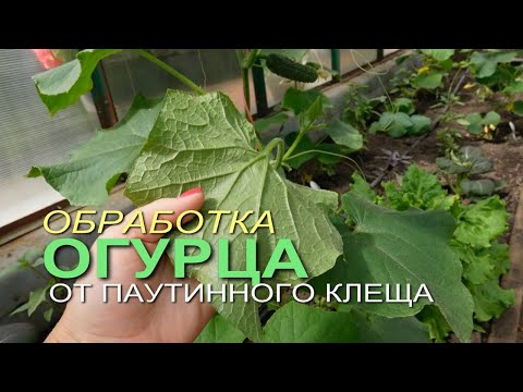 Видео: Как бороться с ПАУТИННЫМ КЛЕЩЕМ! Советы от ЗЕЛЕНОГО ОГОРОДА!
