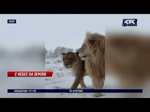 Видео: Снегопад в ЮАР заставил голодных львов идти к людям