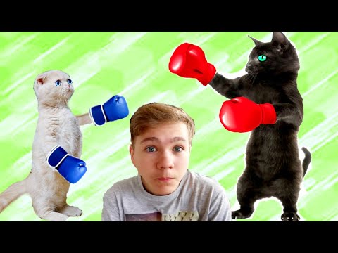 Видео: Чтобы ВЫЖИТЬ!  Маленький Котёнок СРАЗИТСЯ! с ЧЁРНОЙ Кошкой!