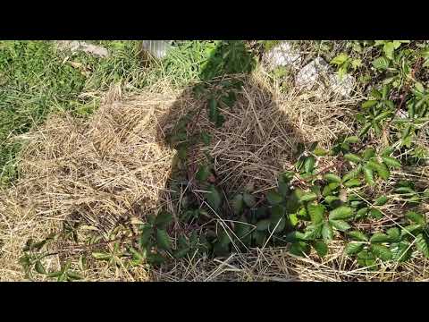 Видео: Ежевика,1 год вегетации сорта Астерина,Вон,Вошито,Блек Даймонд,Небеса,Лохтей,Гай,Джамбо,Аропахо