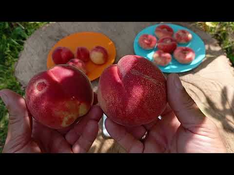 Видео: 26.07.2025. СТОП розіграш, оголошення переможця,Огляд персиків Уфо 4 та Фреш Вайт.