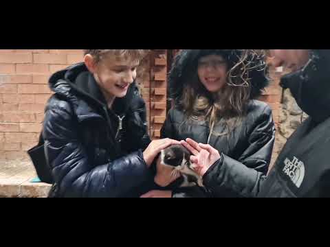 Видео: Развлекательный парк "Сула" 🐈🌊🍁☔♥