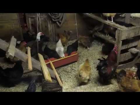 Видео: Почему куры так хорошо несутся зимой?!