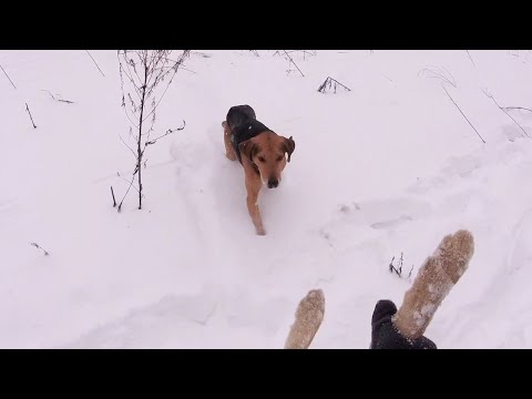 Видео: Охота на зайца с гончим! Добыл зайца из под гончего!