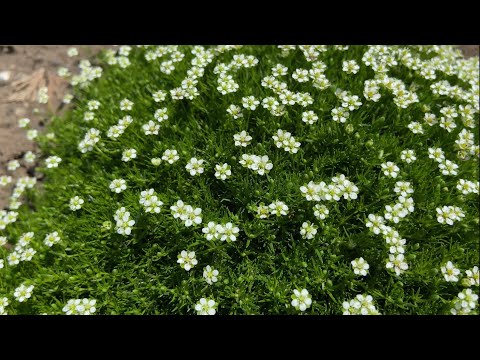 Видео: МШАНКА шиловидная🌱Газон, который не нужно стричь 🌱