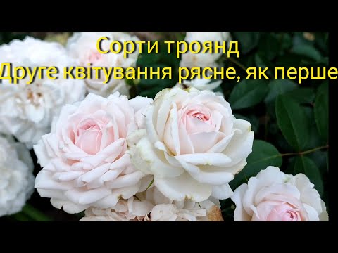 Видео: Сорти троянд з феєричним другим квітуванням