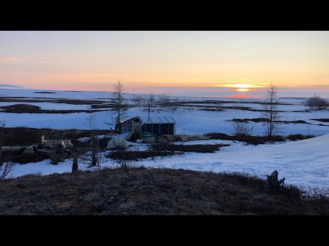 Видео: В КОНЦЕ МАЯ НА ГУСЕЙ В ЯНАО, тундра, весенняя охота 2023