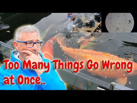 Видео: ПРУД С КАРПАМИ КОИ** Возможное возвращение паразитов + отказ прудового насоса = АВАРИЙНАЯ СИТУАЦИ...