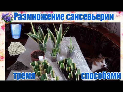 Видео: Размножение сансевьерии (сансевиера, сансивьерия, Sansevieria) тремя способами  в домашних условиях.