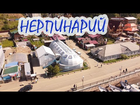 Видео: Нерпинарий Листвянка (озеро Байкал)