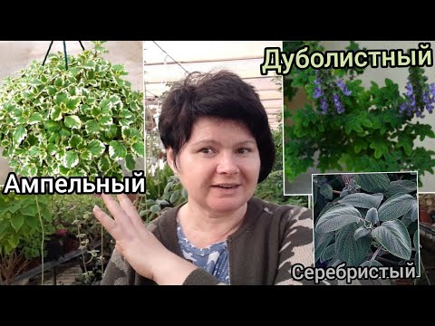 Видео: ПЛЕКТРАНТУСЫ сохраняю черенкуя. Субстрат со мхом!