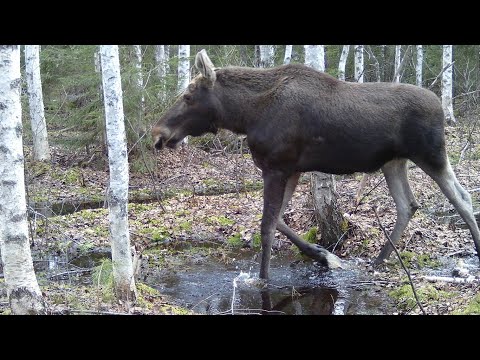 Видео: ФОТОЛОВУШКИ. Начало. Долгий путь к установке. ЛОСЬ В КАДРЕ #2 (4К)