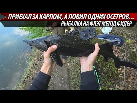 Видео: ПОПАЛ НА КЛЁВ ОСЕТРА!!! ДЕНЬ ОСЕТРА!!! Ловля на флэт фидер. Рыбалка 2019. Флэт метод. Метод фидер