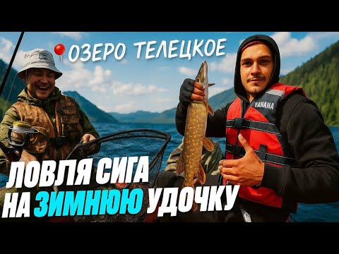 Видео: 📌 ЛОВИМ СИГА НА ЗИМНЮЮ УДОЧКУ | ЩУКА НА 12 МЕТРАХ | ОЗЕРО ТЕЛЕЦКОЕ
