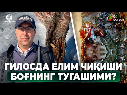 Видео: ГИЛОС ЕЛИМ ЧИҚАРСА ЎЛИШИ АНИҚМИ? НИМА ҚИЛИШ КЕРАК? | ШУҲРАТ АБРОРОВ #shuhratabrorov #gilosdayelim