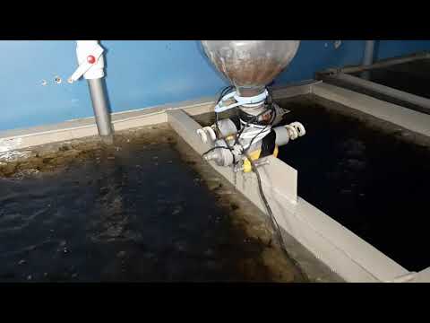 Видео: Мини УЗВ! Обзор мальковой системы. В системе 29000 малька! #мраморныйсом #клариевыйсом #узв