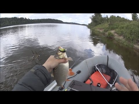 Видео: Язь как из пулемета.  Ловля язя на воблеры. Супер клев.