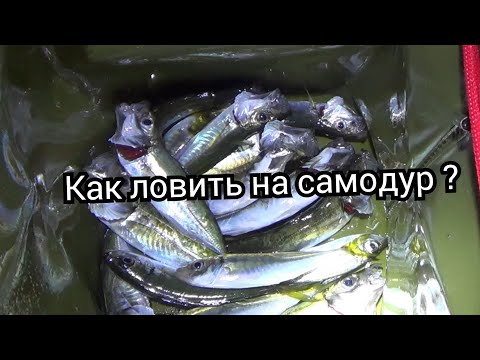 Видео: Ставрида  на самодур с берега.Как ловить ставриду с берега ?