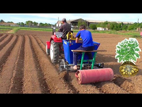Видео: Вторая посадка картофеля с катком -2020!