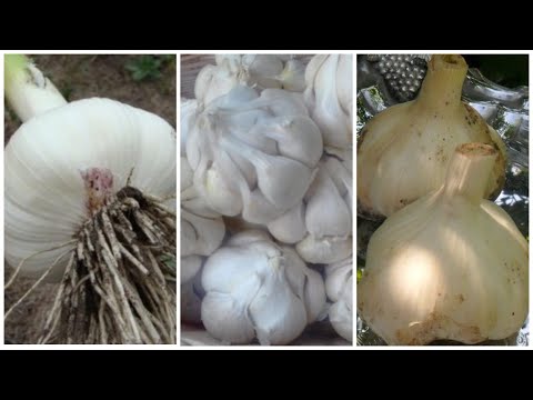 Видео: Лучшие сорта ярового чеснока в нашей коллекции