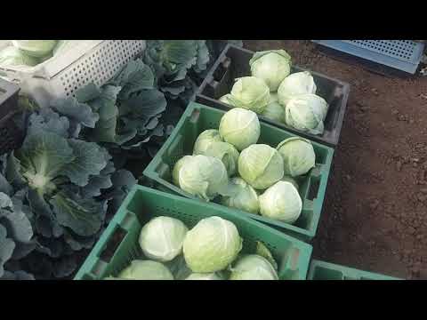 Видео: 27 июля. Режем среднюю капусту Топма.