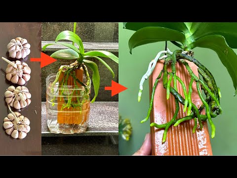 Видео: Мало кто знает, как вырастить эту орхидею, которая быстро возродит крепкие корни для гнилой орхидеи.
