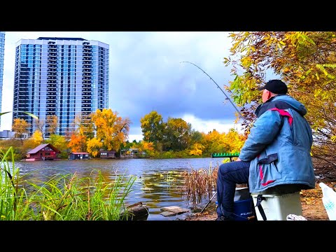 Видео: Поиски фидерной рыбы в заливах Днепра.Рыбалка в октябре.