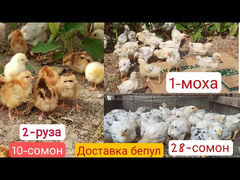 Видео: Чуҷаҳои ФУРУШИ Ломан браун корейский ва Риябушка 1 МОХА 2 РУЗА ДОСТАВКА БЕПУЛ 🚛✅+992909090416 