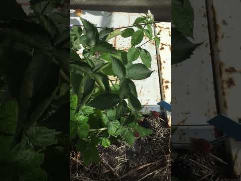 Видео: Нет побегов замещения у ежевики 2ч(Важно!)🐜There are no replacement shoots in blackberries#video