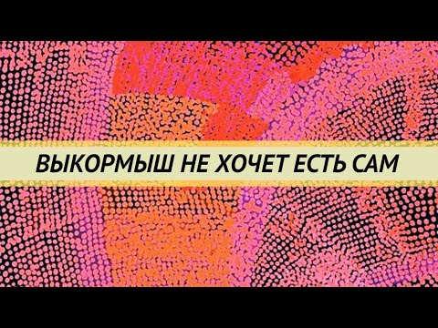 Видео: Попугай-выкормыш не хочет есть сам.