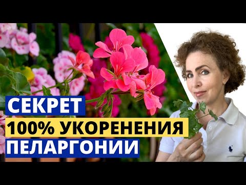 Видео: Проверенный способ размножения и укоренения Плющелистной Пеларгонии. 100% работает.