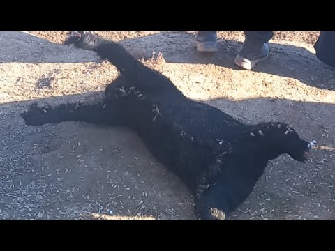 Видео: Abdurasul Mahanov в прямом эфире!