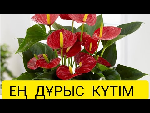 Видео: Ер бақыты гүлінің күтімі. Еркек бақыты гүлі. Антуриум.