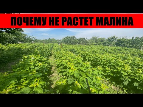 Видео: ПОЧЕМУ НЕ РАСТЕТ МАЛИНА || почему не растет малина на участке что делать #малина #выращивание