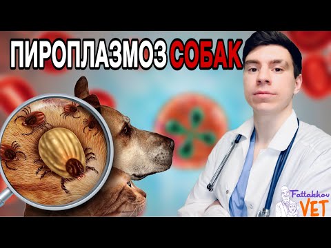 Видео: У собаки клещ что делать совет ветеринара