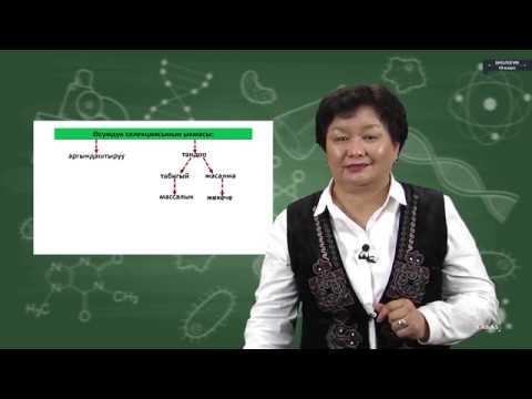 Видео: Биология - 10 класс - Өсүмдүктөрдүн, жаныбарлардын жана микроорганизмлердин селекциясы