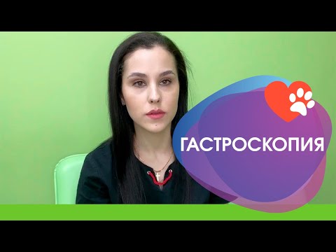 Видео: Гастроскопия у животных