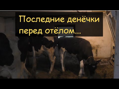 Видео: Последний этап кормления коровы перед отелом/Выпадение влагалища у коровы